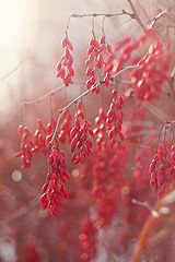photo "***"