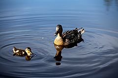 фото "me and i"