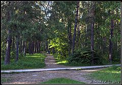photo "In woods outside Moscow ..."