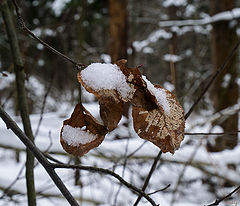 photo "***"
