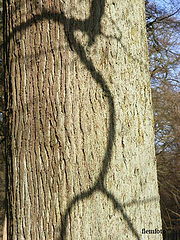 фото "Shadow"