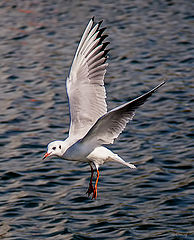 фото "Landing"