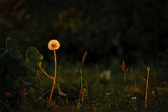 photo "***"