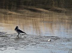 photo "Muddy Sky"