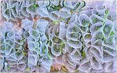 photo "laces"