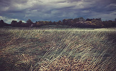 photo "the rain comes"