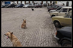 фото "Смотрящие"