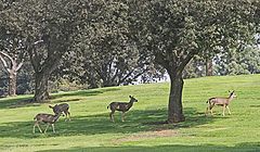 фото "Cemetery Deer 2"