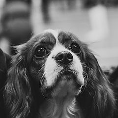 photo "Eyes"