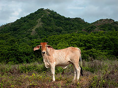 photo "A Cow"