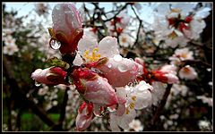 photo "Pearl rain..."