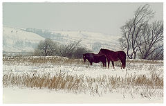 фото "Степь"
