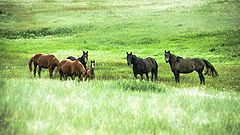photo "mustangs"
