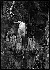 photo "Between cypress roots"