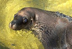 фото "Sea Lion"