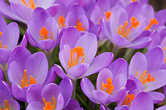 photo "***"