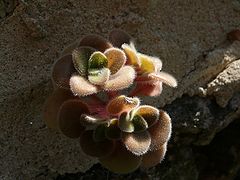 photo "Colorized by the sun"