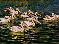 photo "Squade of Pelicans"