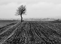 фото "Про туманную погоду, поля, одиночество"