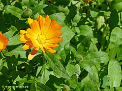 photo "***"