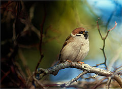 фото "..."