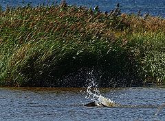 фото "Osprey In The Water"