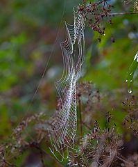 photo "Autumn tenderness ..."