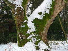 photo "Colors of winter"