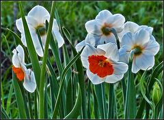 photo "daffodils"