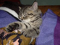 фото "Sweet dreams"