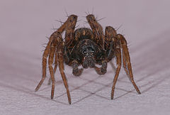 photo "spider"
