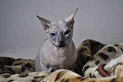 фото "Бенедикт"