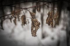 фото "Квартет"