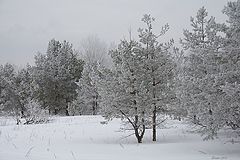 photo "Rime"