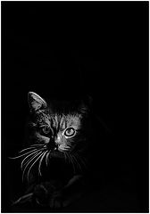 фото "..."