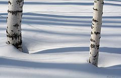 photo "Birch etude"