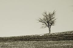 photo "***"