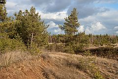 фото "Перелесок."