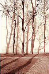 photo "***"