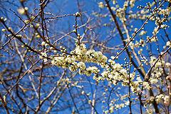 photo "***"