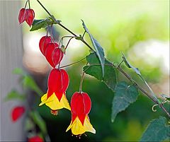 фото "Chinese Bells"
