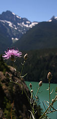 photo "Flowers and mountains"