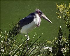 photo "Also stork"