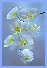 photo "Icy"