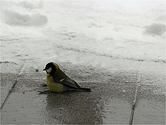 photo "***"