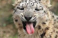 фото "Snow Leopard shows his tongue"