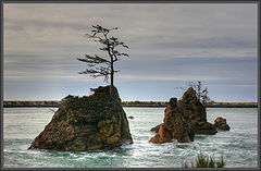 photo "Lonely pine tree"