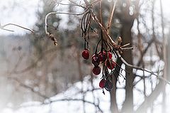 фото "Самые стойкие"