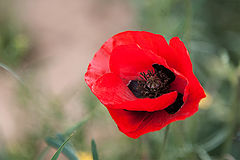 photo "***"