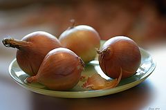 photo "Onion. Etude"